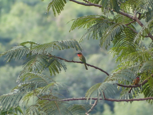 Red-throated Bee-eater