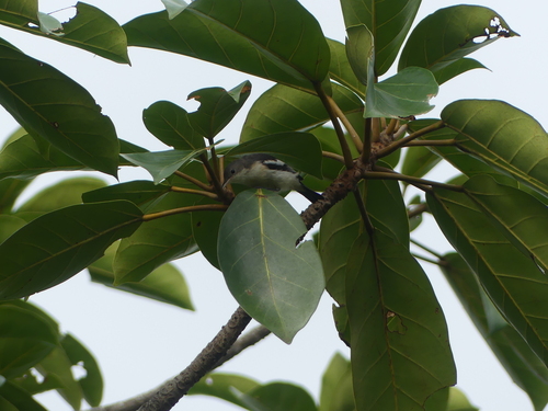 Yellow-bellied Hyliota