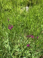 Allium brevistylum