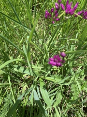 Allium brevistylum