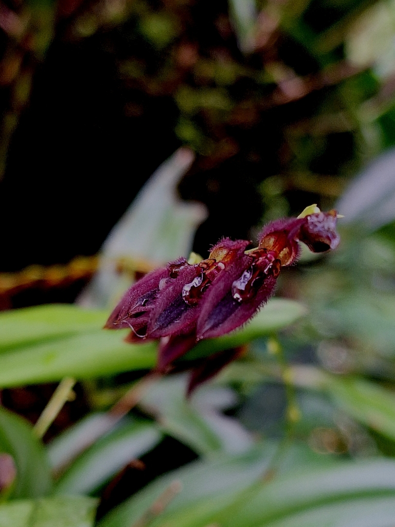 Stelis pompalis