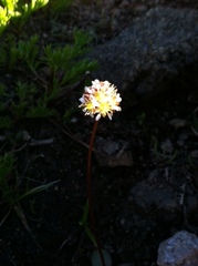 Micranthes aprica