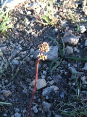 Micranthes aprica