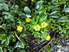 Ranunculus eschscholtzii