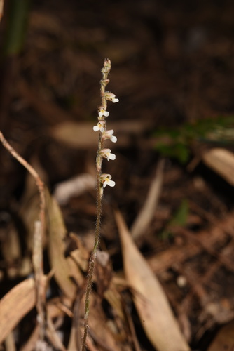Zeuxine affinis iNat (2)