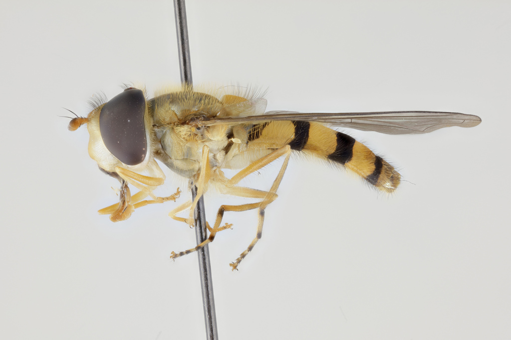 Epistrophe annulitarsis