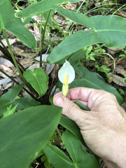 Peltandra sagittifolia