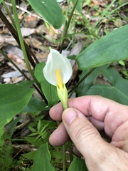 Peltandra sagittifolia