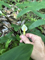 Peltandra sagittifolia