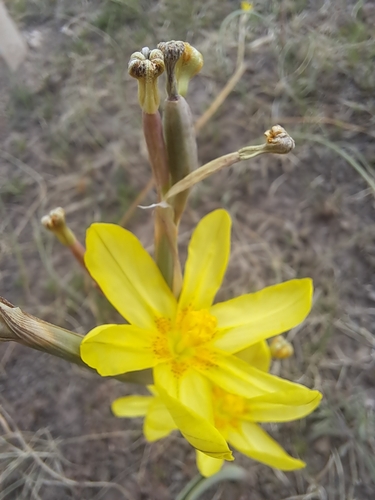 Image of Moraea pallida by (c) Noeleen du Toit, some rights reserved (CC BY-SA)