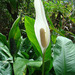 Spathiphyllum - Photo (c) Dick Culbert, some rights reserved (CC BY)