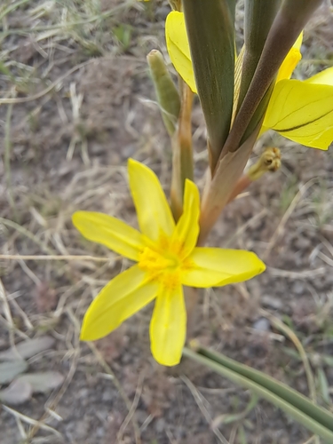 Image of Moraea pallida by (c) Noeleen du Toit, some rights reserved (CC BY-SA)
