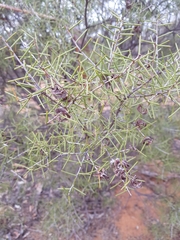 Acacia colletioides