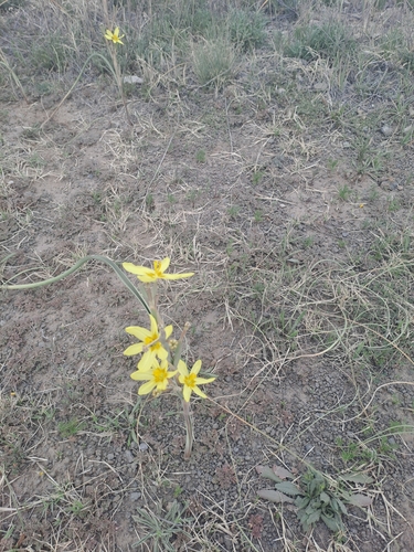 Image of Moraea pallida by (c) Noeleen du Toit, some rights reserved (CC BY-SA)