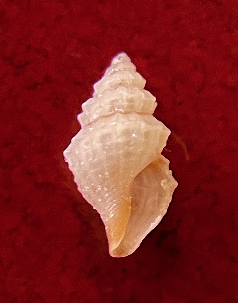 Nannodiella oxia