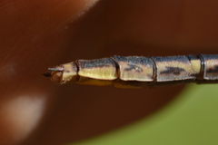 Phanogomphus spicatus