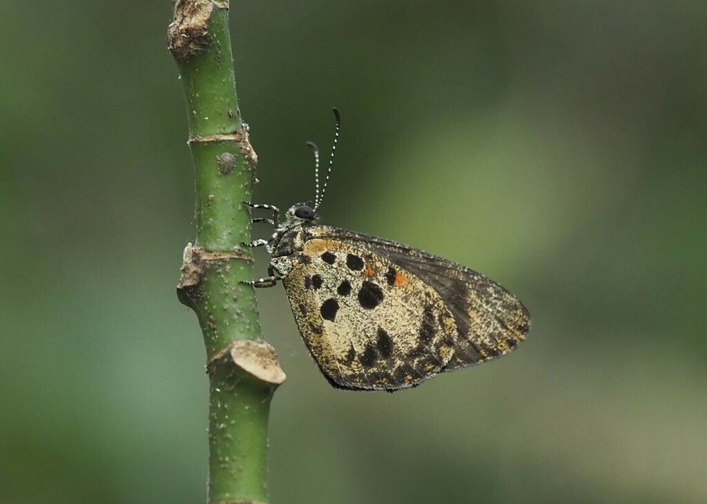 Eresina Harlequin