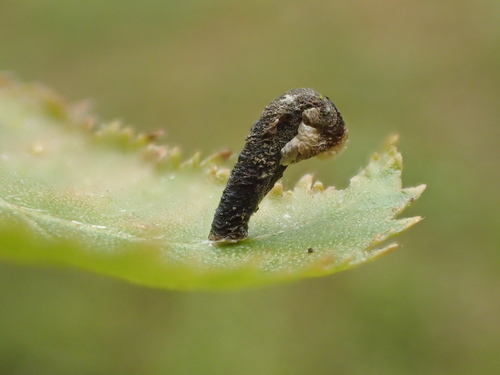 White Birch Case-bearer