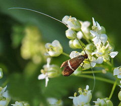 Adela australis