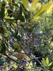 Andricus vacciniifoliae