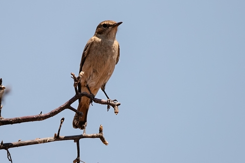 Angolan Familiar Chat