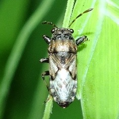 Phlegyas abbreviatus