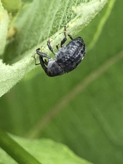 Rhyssomatus lineaticollis