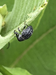 Rhyssomatus lineaticollis