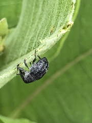 Rhyssomatus lineaticollis