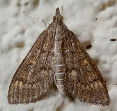 Mecyna mustelinalis