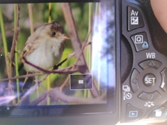 Empidonax albigularis