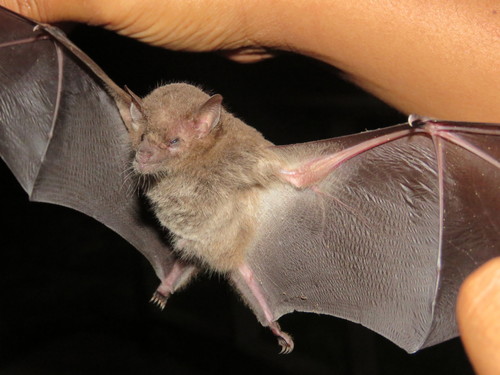 Geoffroy's tailless bat