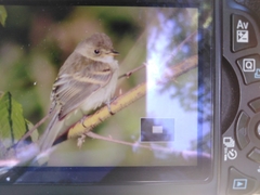 Empidonax albigularis