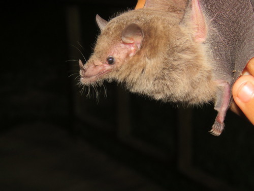 Geoffroy's tailless bat