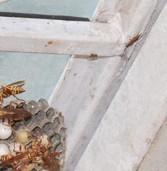 Pachysomoides fulvus