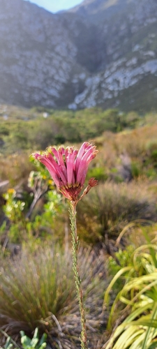 Image of Erica fascicularis by (c) Liezl van der Merwe, some rights reserved (CC BY)