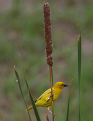 Ploceus subaureus subaureus