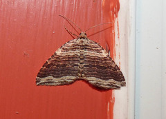 Anticlea multiferata