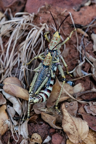 Redwart Milkweed Locust