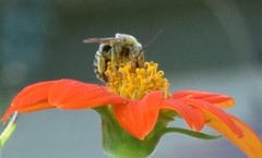 Melissodes comptoides