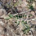 Acacia goetzei