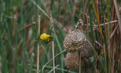 Ploceus subaureus subaureus