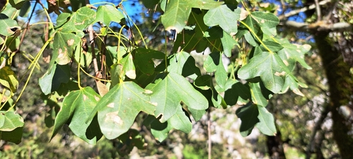Acer monspessulanum