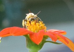 Melissodes comptoides