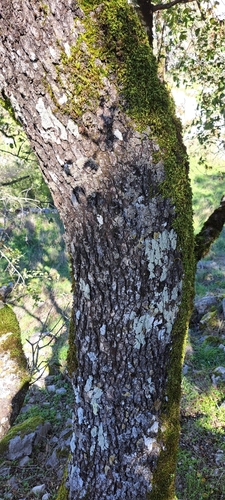 Acer monspessulanum