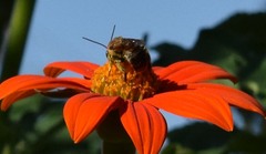 Melissodes comptoides