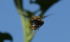 Melissodes comptoides