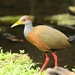Russet-naped Wood-Rail - Photo (c) Carlos Sanchez, some rights reserved (CC BY-NC)