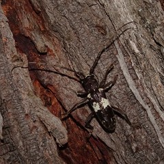 Enaphalodes taeniatus