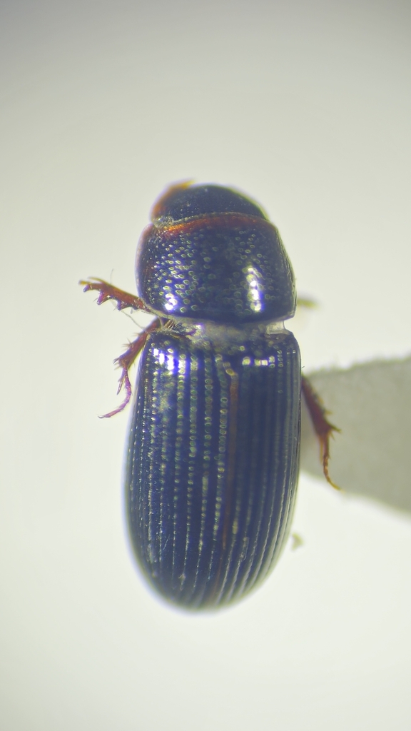 Ataeniopsis figurator